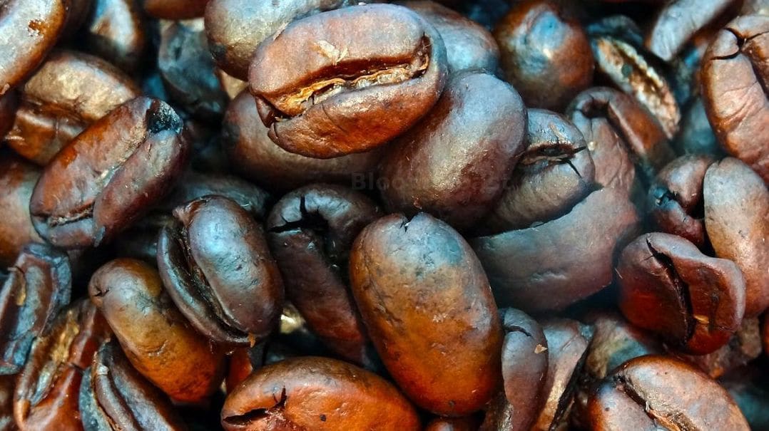 Bloom Roast 5